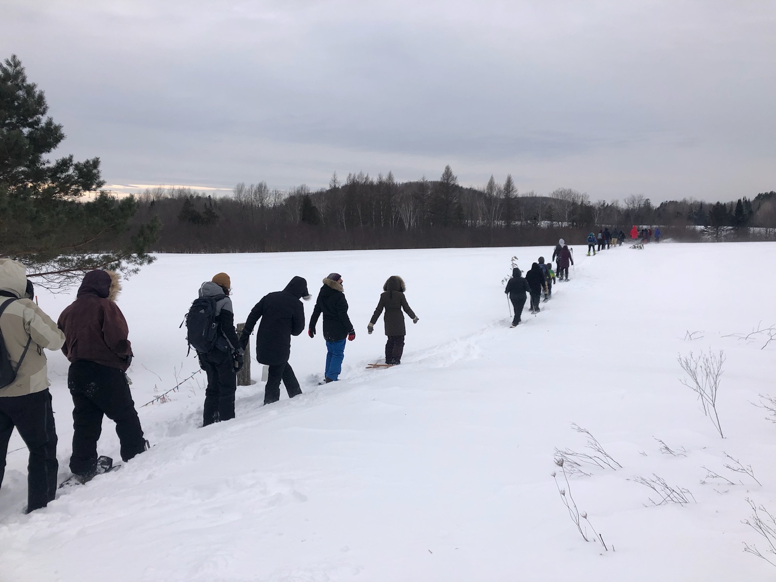Image shows 20 people walking in a line in snowshoes across the snowy land with trees in the distance